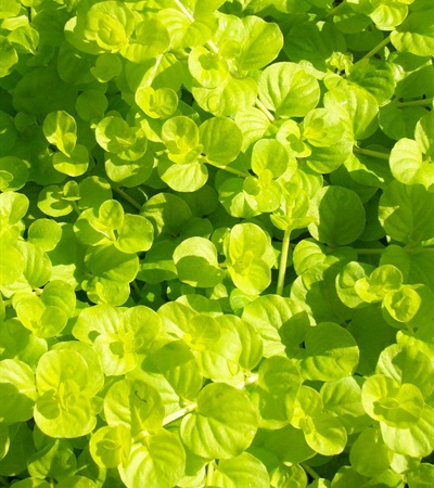 Creeping Jenny Goldilocks